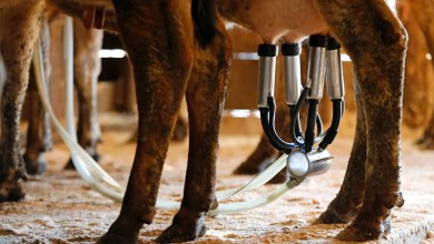 A newborn’s death likely linked to the mom drinking raw milk while pregnant A newborn’s death likely linked to the mom drinking raw milk while pregnant