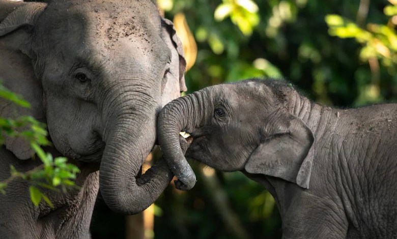 Fort Worth Zoo’s Baby Elephant Named After a Texas Icon Fort Worth Zoo’s Baby Elephant Named After a Texas Icon