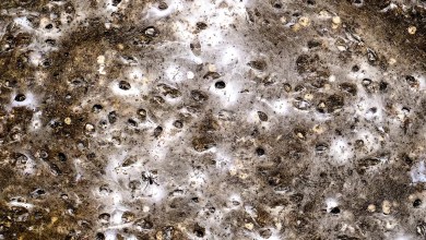 Arachnid super-web reveals the surprising ‘constant party’ life of cohabiting spiders Arachnid super-web reveals the surprising ‘constant party’ life of cohabiting spiders