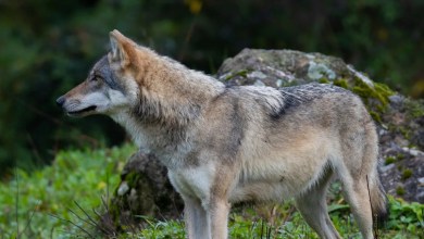 ‘Continued to display escalating boldness’ ‘Continued to display escalating boldness’