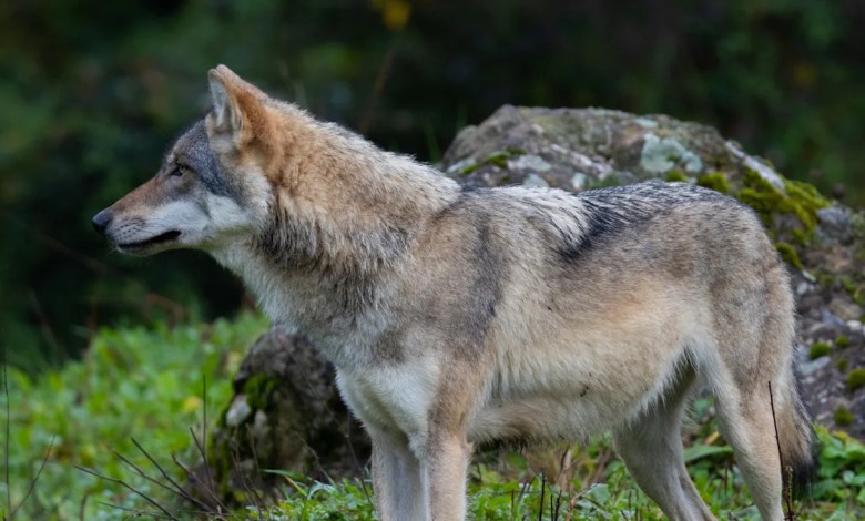 ‘Continued to display escalating boldness’ ‘Continued to display escalating boldness’