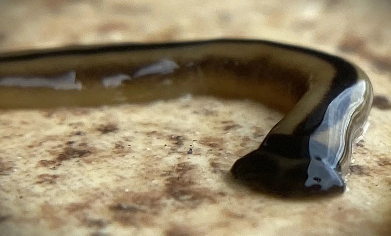 ‘Don’t kill it, don’t squish it, don’t cut it up’ ‘Don’t kill it, don’t squish it, don’t cut it up’