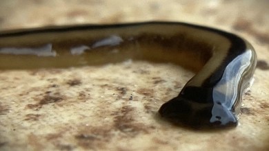 ‘Don’t kill it, don’t squish it, don’t cut it up’ ‘Don’t kill it, don’t squish it, don’t cut it up’