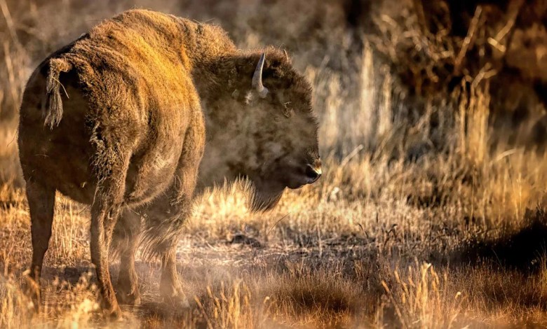 ‘A massive gaping puncture wound’ ‘A massive gaping puncture wound’