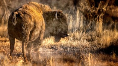 ‘A massive gaping puncture wound’ ‘A massive gaping puncture wound’