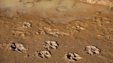 ‘Back away slowly if you encounter one’ ‘Back away slowly if you encounter one’