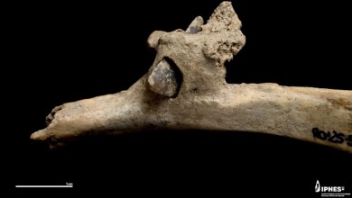 The 4,000-year-old mystery of a shepherd’s arrow to the back The 4,000-year-old mystery of a shepherd’s arrow to the back