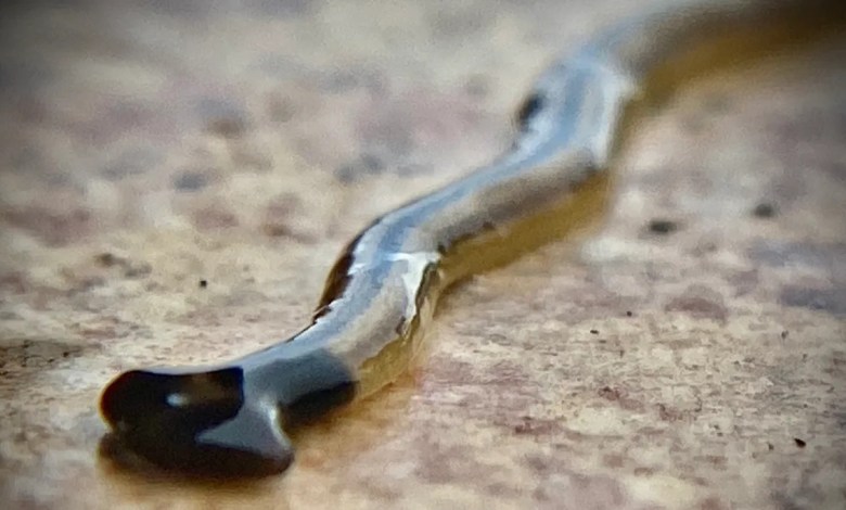 ‘Don’t squish or cut them’ ‘Don’t squish or cut them’