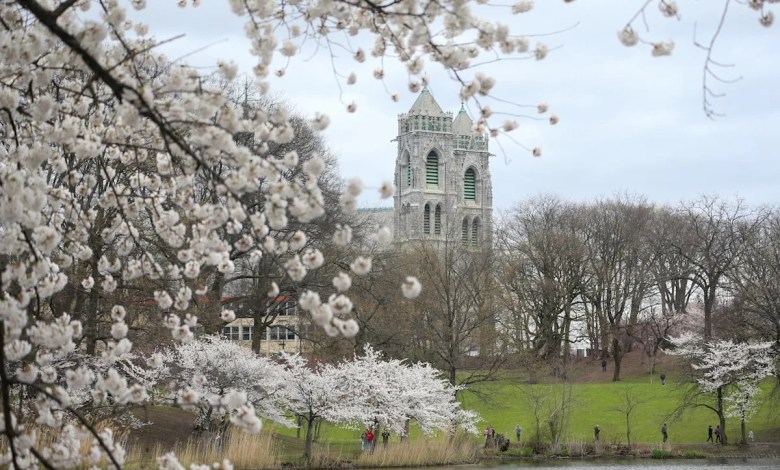 Nation’s largest cherry blossom tree collection readies for 50th annual festival in N.J. Nation’s largest cherry blossom tree collection readies for 50th annual festival in N.J.