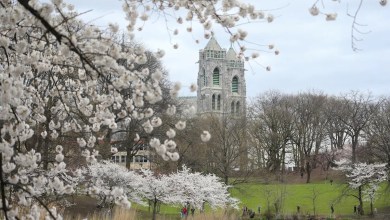 Nation’s largest cherry blossom tree collection readies for 50th annual festival in N.J. Nation’s largest cherry blossom tree collection readies for 50th annual festival in N.J.