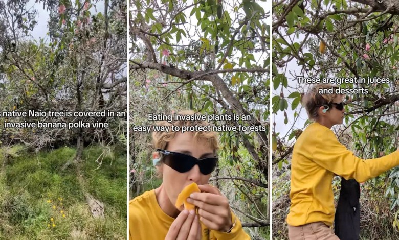 ‘There is no such thing as overharvesting’ ‘There is no such thing as overharvesting’