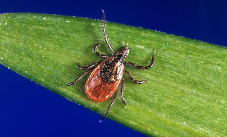Tick season seems to be off to a fast start, and some experts worry about future illnesses Tick season seems to be off to a fast start, and some experts worry about future illnesses