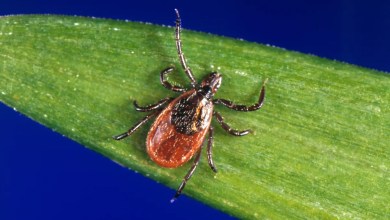 Tick season seems to be off to a fast start, and some experts worry about future illnesses Tick season seems to be off to a fast start, and some experts worry about future illnesses