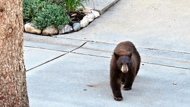 Security camera captures terrifying moment when bear attacks man on front porch: ‘He was screaming’ Security camera captures terrifying moment when bear attacks man on front porch: ‘He was screaming’