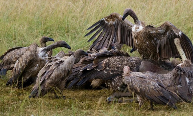 Experts issue warning after discovering concerning trend causing animal deaths: ‘Worsening day by day’ Experts issue warning after discovering concerning trend causing animal deaths: ‘Worsening day by day’