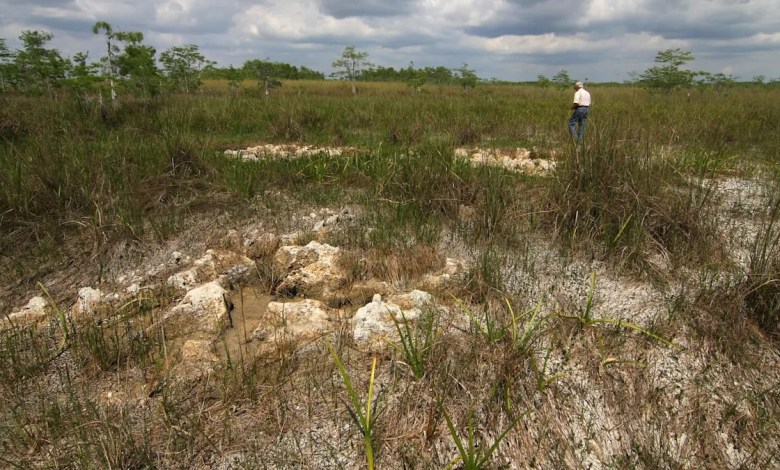 Alarming video of giant snake nest in unexpected location sparks fear: ‘They’re incredibly protective’ Alarming video of giant snake nest in unexpected location sparks fear: ‘They’re incredibly protective’