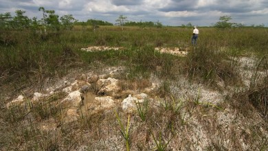 Alarming video of giant snake nest in unexpected location sparks fear: ‘They’re incredibly protective’ Alarming video of giant snake nest in unexpected location sparks fear: ‘They’re incredibly protective’