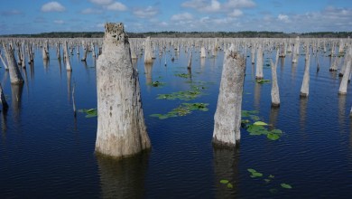 Decades after a Florida canal project was abandoned, advocates are trying to reunite 2 rivers Decades after a Florida canal project was abandoned, advocates are trying to reunite 2 rivers