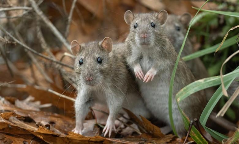 You’re probably safe from the Hantavirus outbreak, but here’s what you absolutely must not do, experts say You’re probably safe from the Hantavirus outbreak, but here’s what you absolutely must not do, experts say