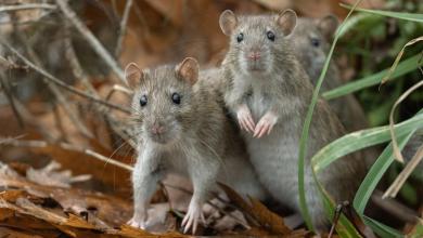 You’re probably safe from the Hantavirus outbreak, but here’s what you absolutely must not do, experts say You’re probably safe from the Hantavirus outbreak, but here’s what you absolutely must not do, experts say