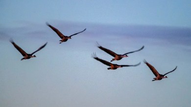 Lubbock asks citizens not to handle sick, dead birds due to avian flu Lubbock asks citizens not to handle sick, dead birds due to avian flu