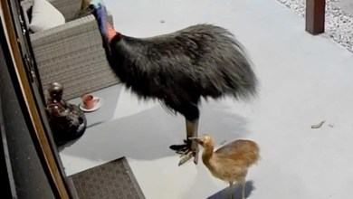 Mother and Child Narrowly Escape the ‘World’s Most Dangerous Bird.’ See Footage of the ‘Close Encounter’ Mother and Child Narrowly Escape the ‘World’s Most Dangerous Bird.’ See Footage of the ‘Close Encounter’