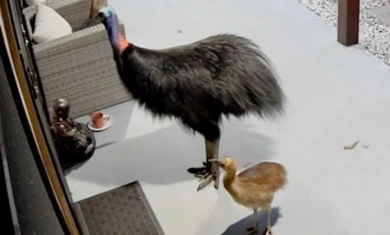 Mother and Child Narrowly Escape the ‘World’s Most Dangerous Bird.’ See Footage of the ‘Close Encounter’ Mother and Child Narrowly Escape the ‘World’s Most Dangerous Bird.’ See Footage of the ‘Close Encounter’