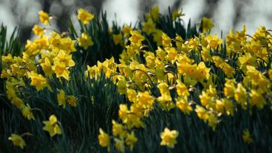 These Delaware towns were named ‘most beautiful’ to visit in spring These Delaware towns were named ‘most beautiful’ to visit in spring