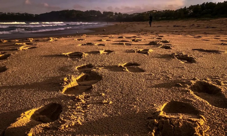 ‘It barreled him down again and went again’ ‘It barreled him down again and went again’