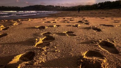 ‘It barreled him down again and went again’ ‘It barreled him down again and went again’