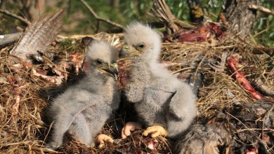 Bald eaglets euthanized after being swept from nest during storm Bald eaglets euthanized after being swept from nest during storm