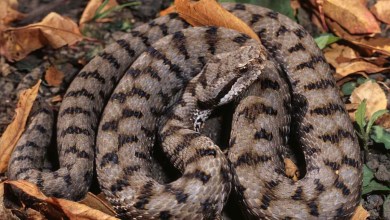 American Hiker in French Alps Airlifted to Hospital After Falling Unconscious Due to Severe Reaction from Snake Bite American Hiker in French Alps Airlifted to Hospital After Falling Unconscious Due to Severe Reaction from Snake Bite