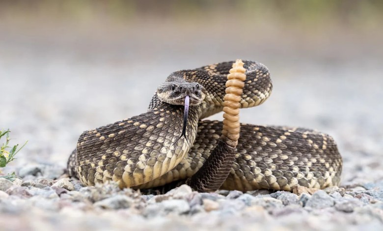 Rattlesnake bites hiker in California, prompting countywide warning Rattlesnake bites hiker in California, prompting countywide warning