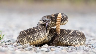 Rattlesnake bites hiker in California, prompting countywide warning Rattlesnake bites hiker in California, prompting countywide warning