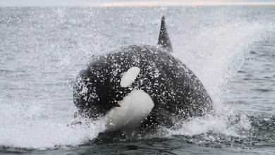 Scientists weigh in after observing alarming behavior in great white sharks, orcas: ‘They are hunting machines’ Scientists weigh in after observing alarming behavior in great white sharks, orcas: ‘They are hunting machines’