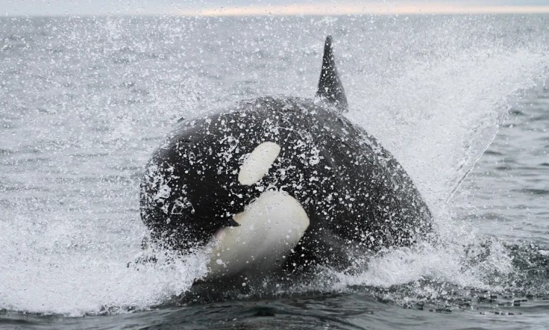 Scientists weigh in after observing alarming behavior in great white sharks, orcas: ‘They are hunting machines’ Scientists weigh in after observing alarming behavior in great white sharks, orcas: ‘They are hunting machines’