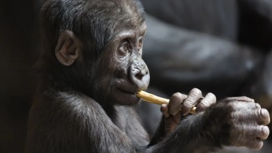 Experts sound alarm on disturbing phenomenon observed in gorillas: 'It is a sad sight' Experts sound alarm on disturbing phenomenon observed in gorillas: 'It is a sad sight'