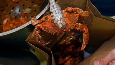 Who eats the most Maryland blue crabs every year? Spoiler: it’s not people. Who eats the most Maryland blue crabs every year? Spoiler: it’s not people.