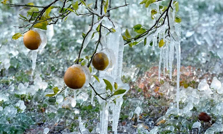More winter weather leads to heavy snow, canceled flights and, in Florida, falling iguanas More winter weather leads to heavy snow, canceled flights and, in Florida, falling iguanas