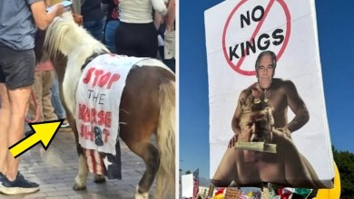 Here’s A Bunch Of “No Kings” Protest Signs That Are Just Too Dang Good Here’s A Bunch Of “No Kings” Protest Signs That Are Just Too Dang Good