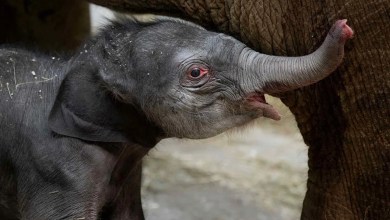 The Columbus Zoo and Aquarium Welcomes a Baby Asian Elephant — and Has Another on the Way This Fall The Columbus Zoo and Aquarium Welcomes a Baby Asian Elephant — and Has Another on the Way This Fall
