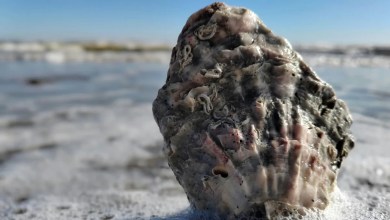 Scientists issue warning after making disturbing discovery inside oysters — here’s what they found Scientists issue warning after making disturbing discovery inside oysters — here’s what they found
