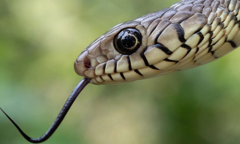 India’s snakebite crisis is killing tens of thousands every year India’s snakebite crisis is killing tens of thousands every year