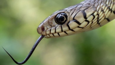 India’s snakebite crisis is killing tens of thousands every year India’s snakebite crisis is killing tens of thousands every year