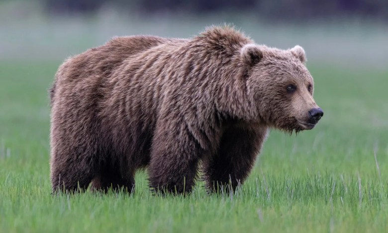 2 soldiers attacked by bear during training at Army base in Alaska 2 soldiers attacked by bear during training at Army base in Alaska