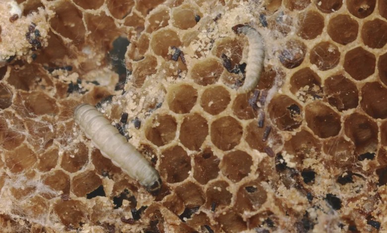 ‘Similar to us eating steak’ ‘Similar to us eating steak’