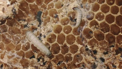 ‘Similar to us eating steak’ ‘Similar to us eating steak’