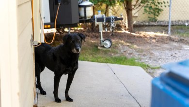 Man captures shocking footage after finding unexpected visitor in garage: ‘That’s a new one’ Man captures shocking footage after finding unexpected visitor in garage: ‘That’s a new one’