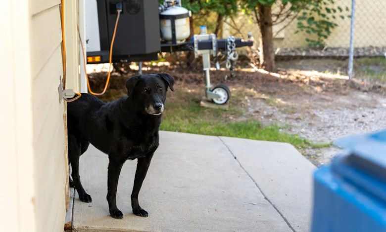 Man captures shocking footage after finding unexpected visitor in garage: ‘That’s a new one’ Man captures shocking footage after finding unexpected visitor in garage: ‘That’s a new one’