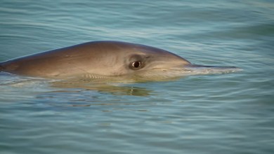 Researchers make horrifying discovery after examining dolphin guts — here’s what they found Researchers make horrifying discovery after examining dolphin guts — here’s what they found
